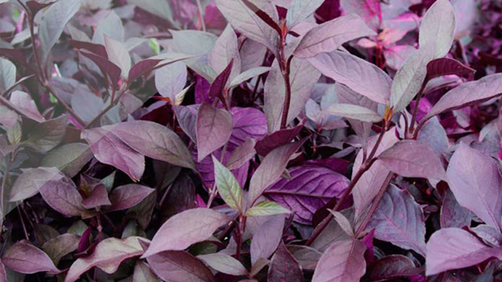 Ý Nghĩa Phong Thủy Cây Mắt Nai